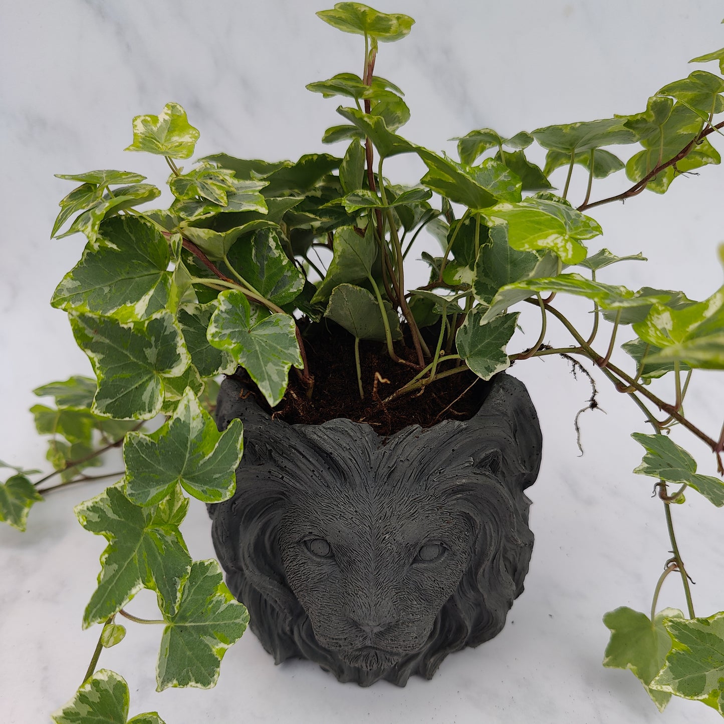 Charcoal Jesmonite Lion Head Plant Pot