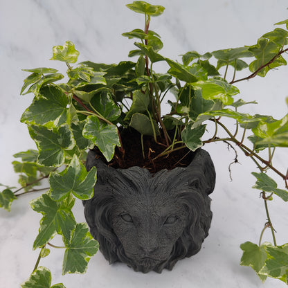 Charcoal Jesmonite Lion Head Plant Pot