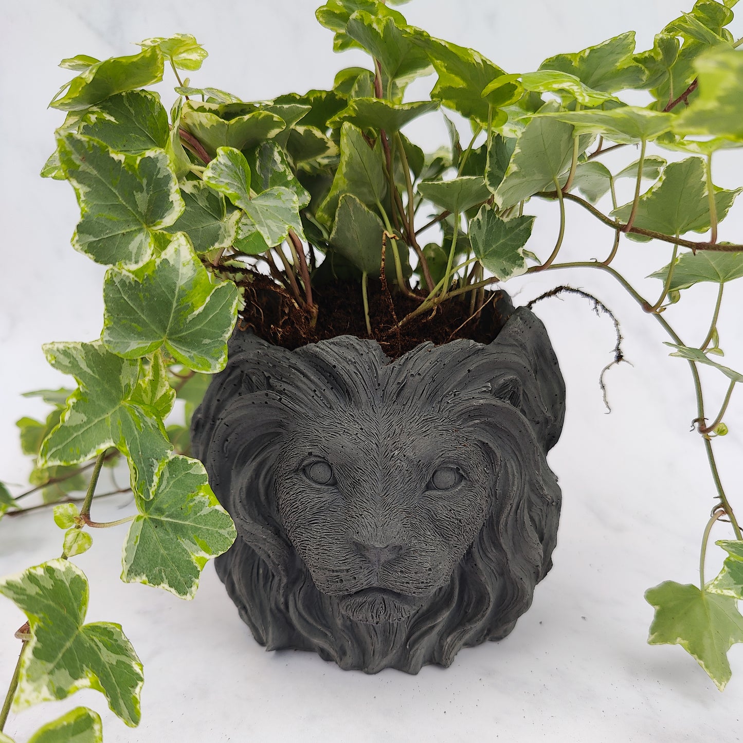 Charcoal Jesmonite Lion Head Plant Pot