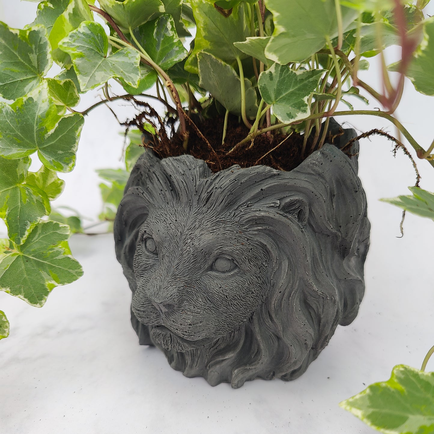 Charcoal Jesmonite Lion Head Plant Pot