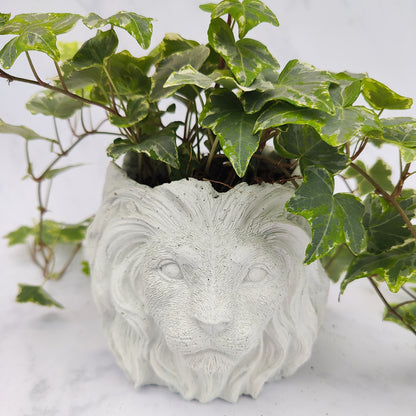 White Jesmonite Lion Head Plant Pot