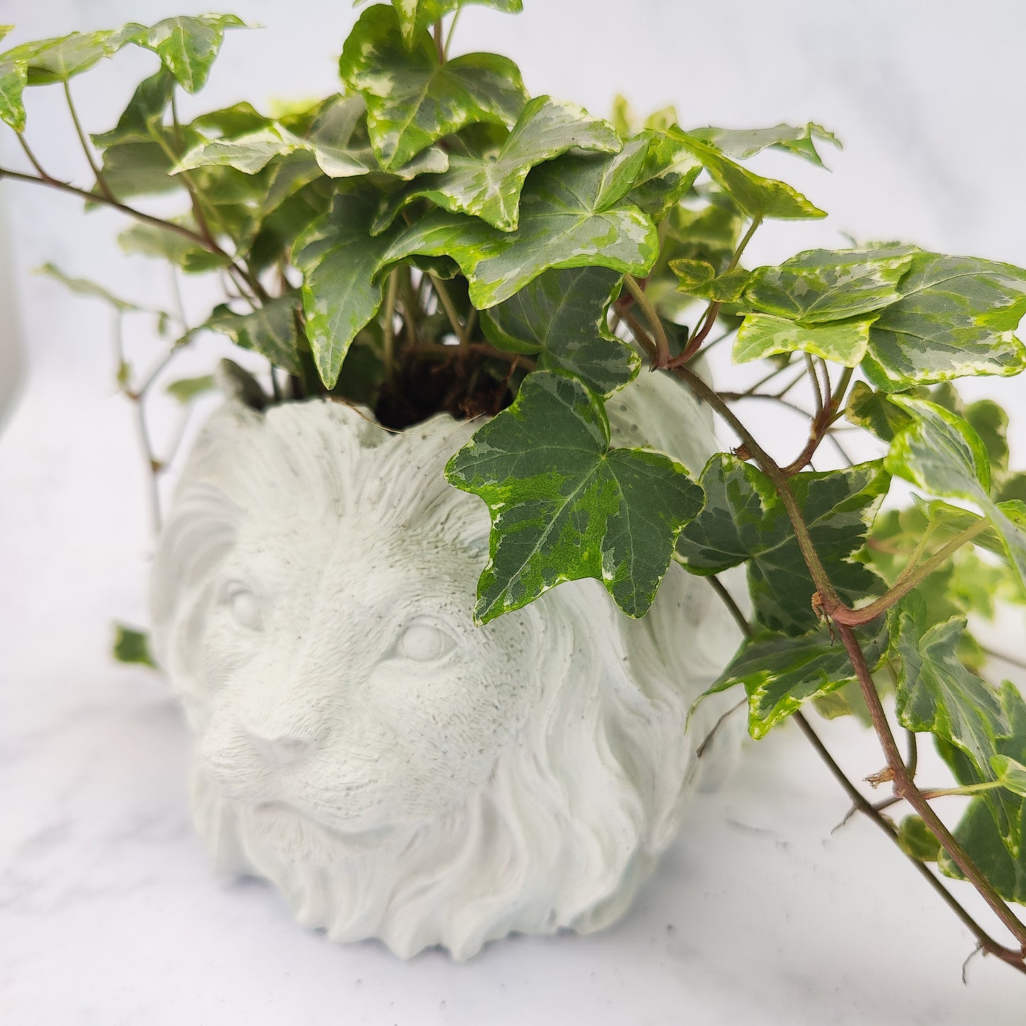 White Jesmonite Lion Head Plant Pot