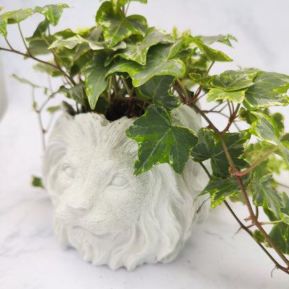 White Jesmonite Lion Head Plant Pot